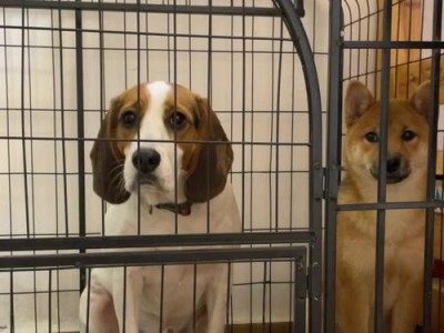腊肠犬与鹿犬（探索腊肠犬和鹿犬之间的独特友谊）