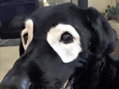 如何解决狗狗鼻子颜色不是纯黑色的问题（让爱宠狗狗拥有健康美丽的鼻子）