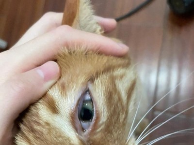 揭秘猫咪流泪之谜（猫咪为什么会流泪？解密猫咪的眼泪秘密）