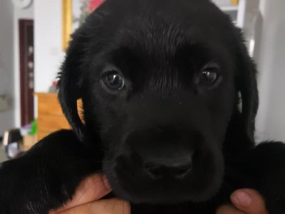 40天幼犬挠痒痒之迷（解析幼犬挠痒痒的原因及应对方法）