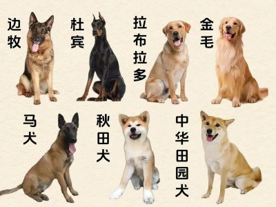 选购适合护家看院的犬只（选择理想的守护伴侣，共同守护家园）