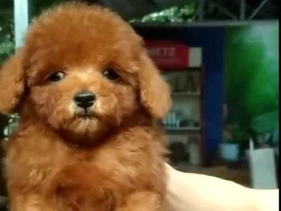 广东的优质犬舍，为您的宠物提供最佳居住环境（广东犬舍的选择和关键因素，让您的宠物生活更舒适）
