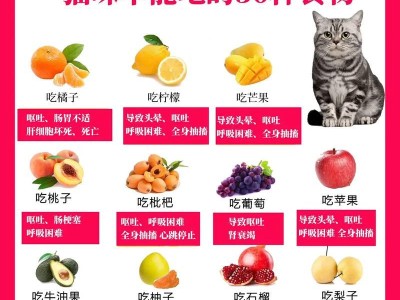 猫咪的饮食（了解猫咪可以吃的食物种类及其特点）