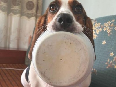 以比格犬的饮食为主题的指南（了解比格犬的饮食需求，让它们健康成长）