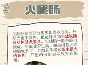 柯基的不同年龄段喂养指南（了解适合柯基的不同年龄段喂养方法，打造健康快乐的狗生活）