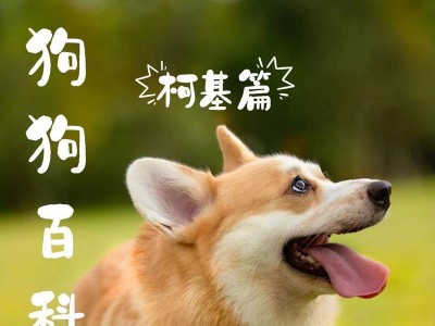 柯基犬喂养指南（如何科学合理地喂养柯基犬，保持健康体重）