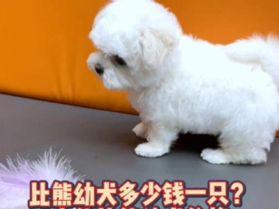 养一只比熊犬的经济成本（一个月需要花多少钱？省钱攻略大揭秘！）