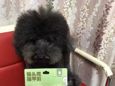 狗狗剪指甲为什么会出血？（探究狗狗剪指甲时出血的原因和应对方法）