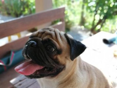 了解巴哥犬的性格特征和饲养注意事项（温顺可爱的巴哥犬，你需要知道的一切）