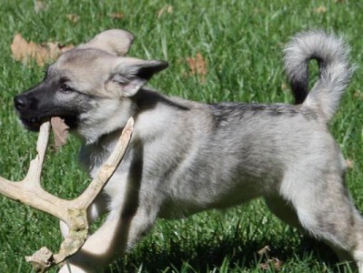 挪威猎麋犬的饲养方法（打造忠诚、健康、活力的猎麋犬生活）