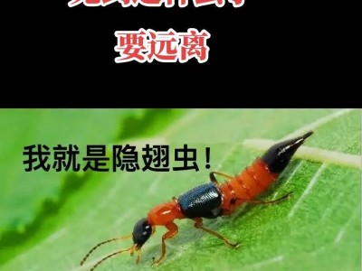 猫窝中的黑色蠕动虫子（探索猫窝中黑色蠕动虫子的奥秘与作用）