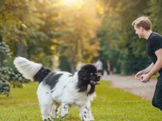 纽芬兰犬——最佳观赏时刻（探寻纽芬兰犬魅力的最佳时间与地点）