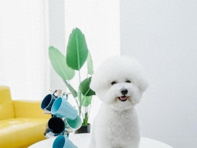 比熊犬的洗澡时间及注意事项（了解比熊犬洗澡的最佳时机和正确方法）