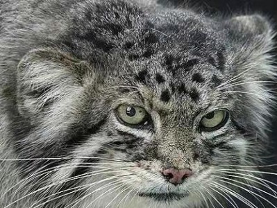 猫科动物之神秘猫咪的生活奇观（探索猫的起源、特征和行为习性）