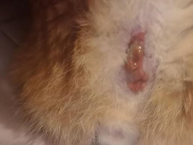 为什么猫咪要挤肛门腺？（了解猫咪挤肛门腺的重要性及注意事项）