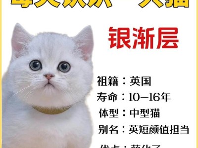 英短为何以浅色为主题（探索英国短毛猫独特的浅色基因）