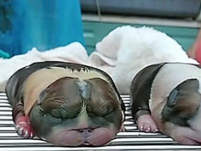 哪些品种的狗难产率较高？（以英国斗牛犬为例，探讨导致狗狗难产的原因和应对方法）