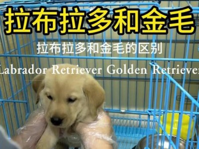 金毛和拉布拉多的区别（了解金毛和拉布拉多，选择适合你的宠物伙伴）