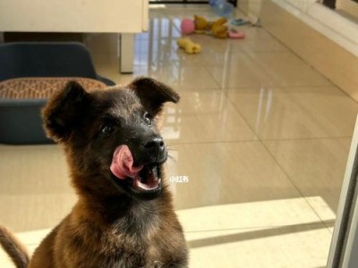 以马犬串什么狗好？（选择适合以马犬的品种有哪些？）