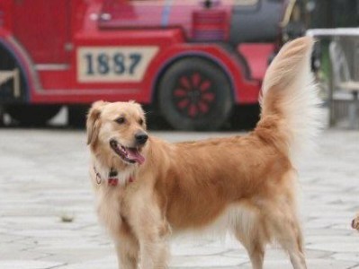 拉布拉多与金毛，宠物犬中的差异（解析两种犬种的外貌、性格、训练和适应能力）
