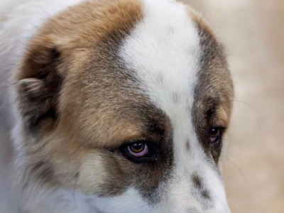 圣伯纳犬的魅力（探寻圣伯纳犬的迷人特质，为什么人们对它钟爱有加？）