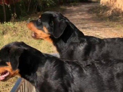狗狗骨量大的饮食方案（为宠物犬提供营养丰富的食谱）