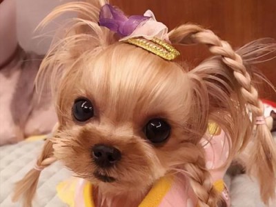 约克夏犬的价格及日常花销（探究养一只约克夏犬的成本和负担）