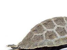 日本石龟的饲养方法（掌握这些技巧，让你的石龟长寿健康）