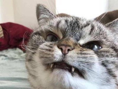 猫咪喉咙卡骨头，如何以猫咪卡骨头表现？