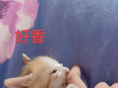 断奶小猫猝死，如何安全地给小猫断奶？（宠物饲养者必看的小猫断奶指南，避免不必要的伤害与损失）