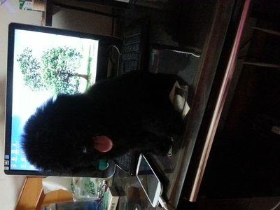 金毛流黑色犬种的蜕变（从金黄到漆黑，探索金毛犬种的色彩变异与进化）