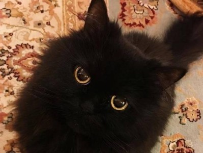 纯黑色猫的品种大揭秘（探寻纯黑色猫的世界——从品种到特征，你想知道的都在这里！）