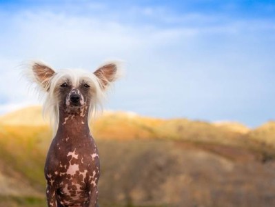 中国冠毛犬的饲养指南（从喂食到健康，全面了解这个古老品种的养护方法）