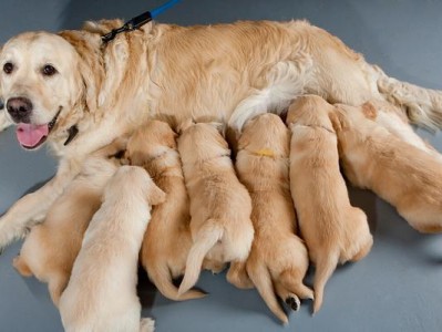 母犬哺乳期能洗澡吗？（洗澡时要注意什么？）