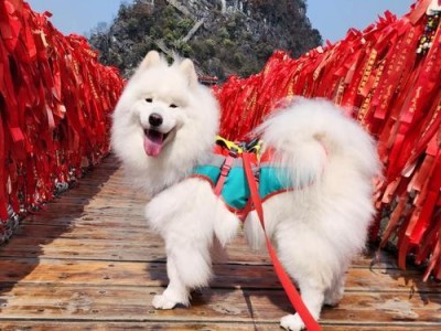 宠物与旅游（与你的毛茸伙伴一起畅享旅行乐趣）