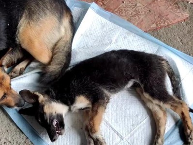 狗死亡后的僵硬现象解析（揭秘狗死后多久开始出现僵硬，及其原因和影响）