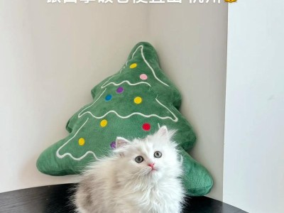 银白拿破仑猫的魅力（探秘拿破仑猫的神秘之处）