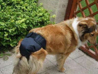 狗的月经周期及如何判断月经结束（-狗月经周期、判断月经结束）