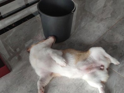 犬瘟小狗的饮食需求（为你的小狗提供健康饮食的关键）