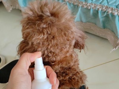 关于狗狗体外驱虫的正确频率选择（保护爱宠健康，让驱虫成为常态）