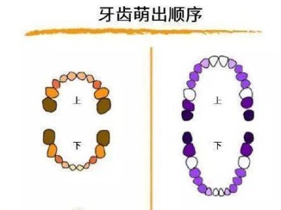 如何选择适合泰迪换牙期间食用的钙片？（为泰迪换牙提供综合营养的钙片推荐）