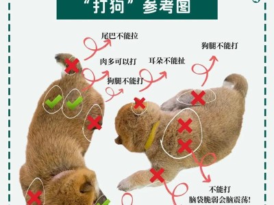 大白熊犬饲养指南（了解大白熊犬的特点和饲养方法，让你成为慈爱的主人）