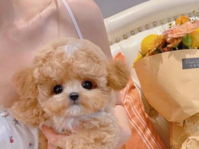 苏格兰牧羊犬的饮食要点（了解苏格兰牧羊犬的饮食习惯，为它们提供营养均衡的饮食）
