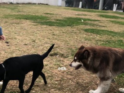 了解阿拉斯加杂交犬的饮食需求（探讨阿拉斯加杂交犬的饮食习惯及其营养需求）