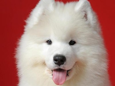 如何正确挑选纯种萨摩耶犬（了解纯种萨摩耶犬的价格和购买要点）