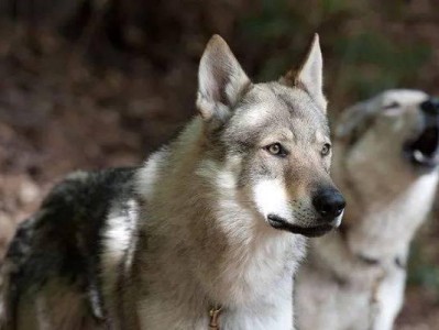 捷克狼犬的饲养方法（了解宠物的需求与习性，打造健康快乐的生活）