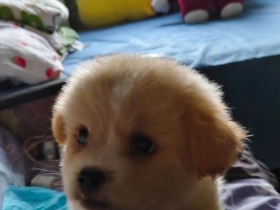 狗狗的照料与注意事项（让你的宠物狗狗健康快乐生活）