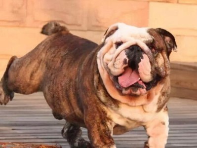 了解英国斗牛犬（掌握英国斗牛犬的性格特征，为其提供适宜的饲养环境和方法）