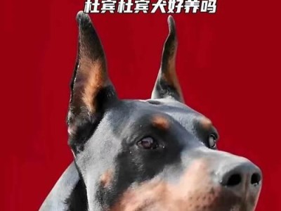 如何合理饲养杜宾犬（让杜宾犬健康快乐成长，）