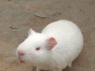 白色黑眼天竺鼠饲养指南（从营养到习性，打造幸福家庭宠物）